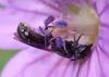 Chelostoma sp.